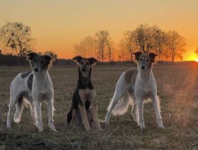 Langhaar Whippets Wiesenflitzer